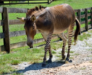 Zonkey, halb Esel und halb Zebra im Tierreservat