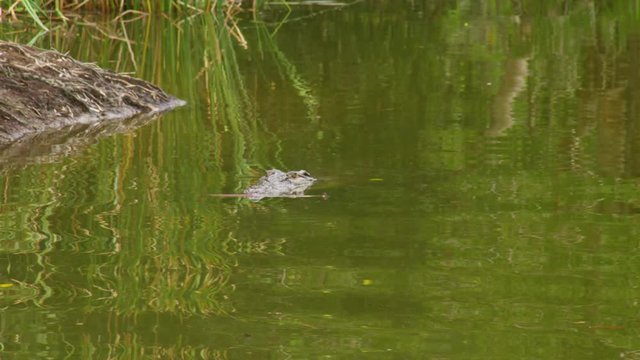 A full shot of a crocodile on a river submerged under water