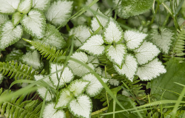 Feuilles blanches sur un fond vert.