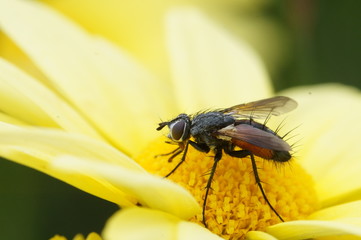 The fly