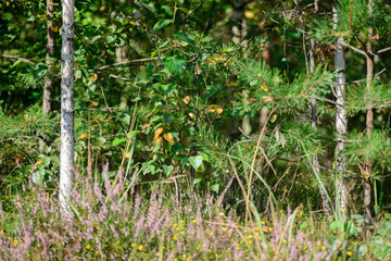 summer forest scenery selective focus