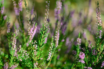 Obraz premium heather flowers selective focus