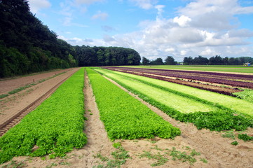 Fototapeta na wymiar plantations de salades