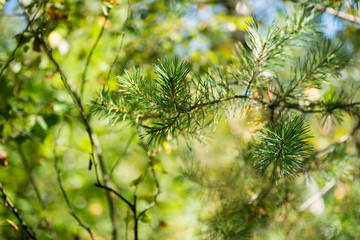 tree branch in forest selective focus