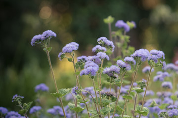 Fluffy lilac flowers on blurred dark green background