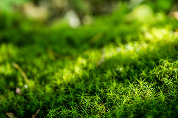 Fototapeta premium wet moss in summer forest selective focus