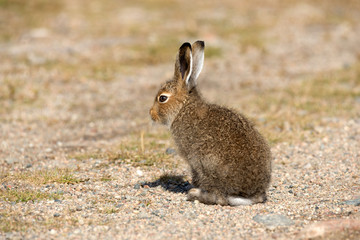 Young Mountain Hare  (Lepus Timidus) Basking In The Rays Of The Autumn Sun..Tundra Hare Or White Hare  In Summer Pelage In The Natural Habitat. Wild Hare..Solovki Islands, the White Sea coast
