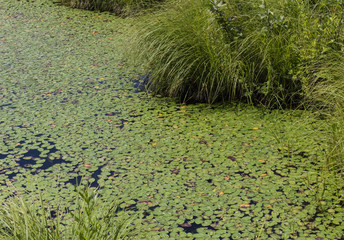 Feuilles de nénuphar sur un étang.
