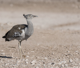 Kori bustard