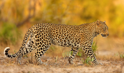 The African leopard (Panthera pardus pardus) young female patrolling in its territory in the last evening light