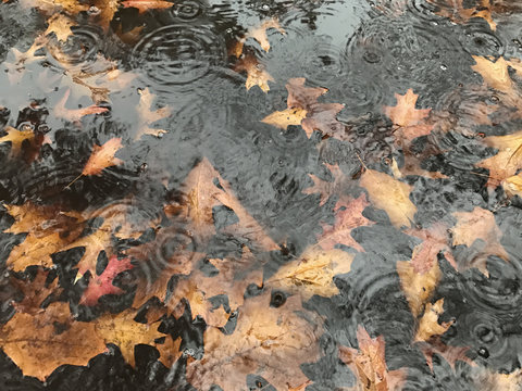Wet autumn leaves in small puddle, raindrops on surface