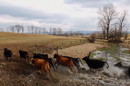 Startled Cows