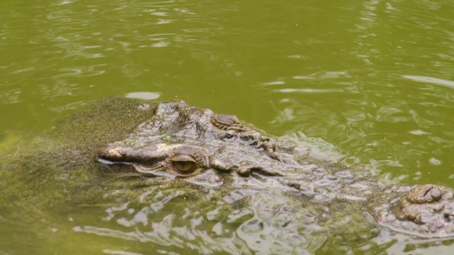 A medium shot of the alligator's eyes