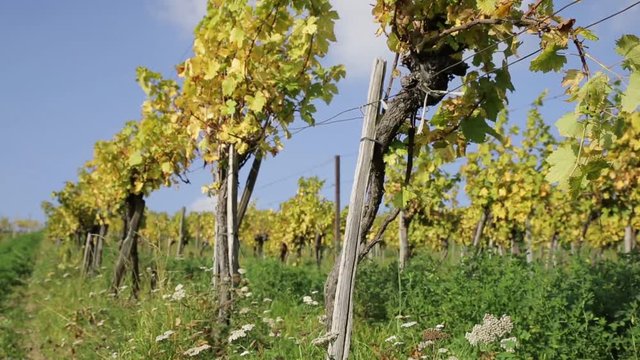 Weingut