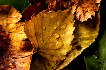 Beautiful autumn leaves macro red yellow colors closeup