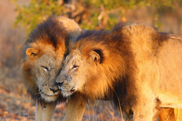The Transvaal lion (Panthera leo melanochaita) or Panthera leo kruegeri, two males at greetings...
