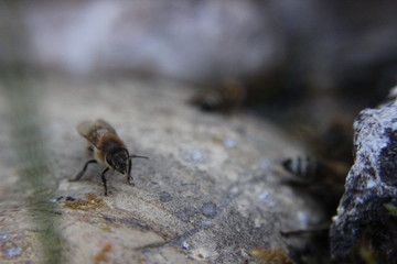 Biene auf Stein