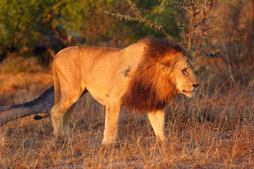 Naklejka premium The Transvaal lion (Panthera leo melanochaita) or (Panthera leo kruegeri) , big male in the morning light