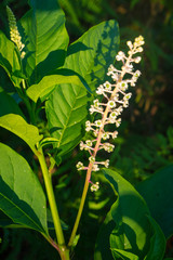 the picture of the plant Phytolacca