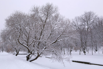 Winter is all in white. Winter in the park. Trees covered with snow. Circle all in white.