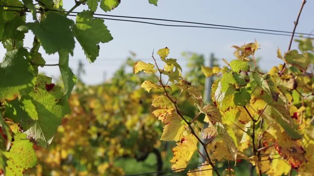 Weingut