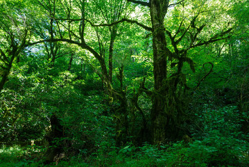 Fototapeta na wymiar landscape in the woods
