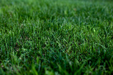 Green grass natural background