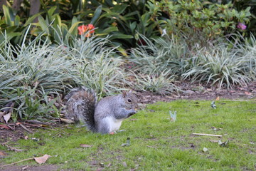 &Eacute;cureuil, Jardin botanique national Kirstenbosch, Le Cap, Afrique du Sud