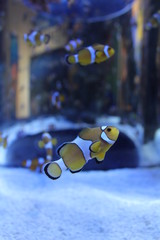 Poissons clowns, Aquarium des deux Oc&eacute;ans, Le Cap - Afrique du Sud