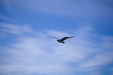Flying seagull against the blue sky background.
Wild nature of Russia.