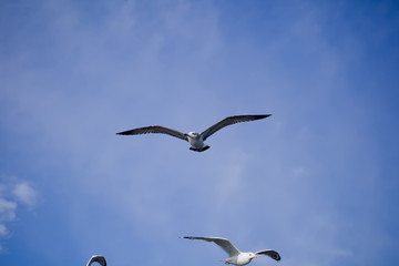 Flying seagull against the blue sky background.
Wild nature of Russia.
