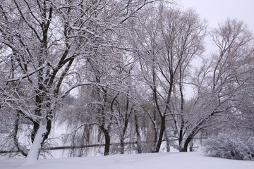 Fototapeta na wymiar Around snow. Winter in the park. Trees covered with snow. Circle all in white.