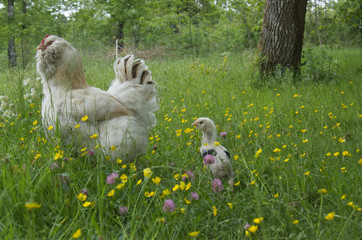 Poule Faverolles avec jeune poussin coq © Daniel
