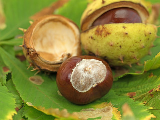 Kastanien, Aesculus, Herbst