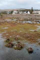 Lagon de Knysna, Afrique du Sud