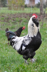Coq Faverolles adulte
