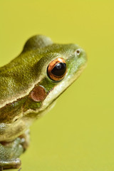 Frog, La Pampa, Argentina