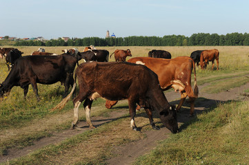 A herd of cows grazing in the field. Sunny summer day