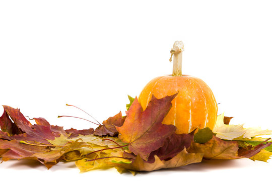 Pumpkin and fall leaves