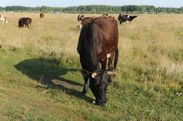 A herd of cows grazing in the field. Sunny summer day