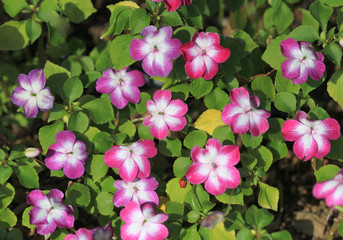 Naklejka premium Цветущий бальзамин (Impatiens walleriana)