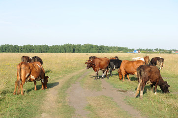 Fototapeta na wymiar A herd of cows grazing in the field. Sunny summer day