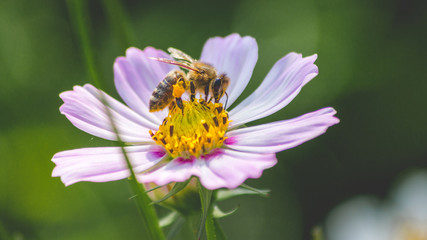 Bee on a Flower