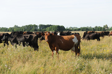 Naklejka na ściany i meble A herd of cows grazing in the field. Sunny summer day