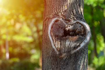Natural heart shape in old rough wood crack tree texture against green vegetation