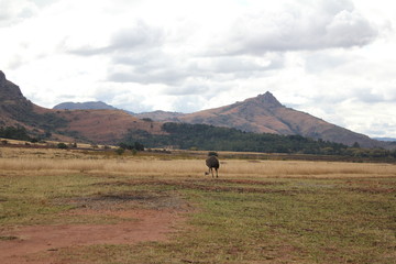 Réserve naturelle de Milwane, Swaziland
