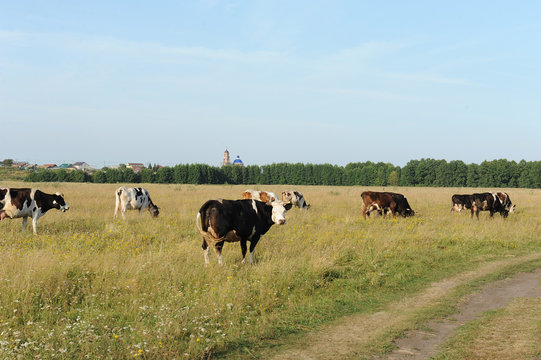 A herd of cows grazing in the field. Sunny summer day