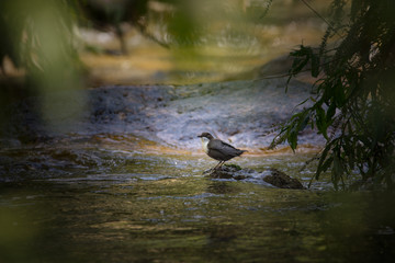 Cincle-plongeur - White-throated Dipper - Melro de agua