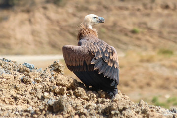 Gänsegeier auf Kreta, Griechenland