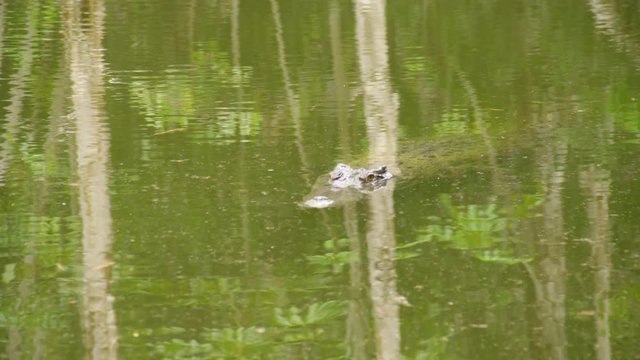 A close up of a crocodiles head floating through green water with eyes above the surface.
